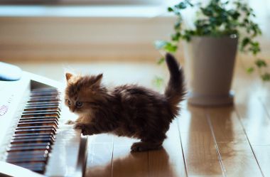 kitten-playing-with-keyboard-156531001-57d9bb7d5f9b5865168d661f
